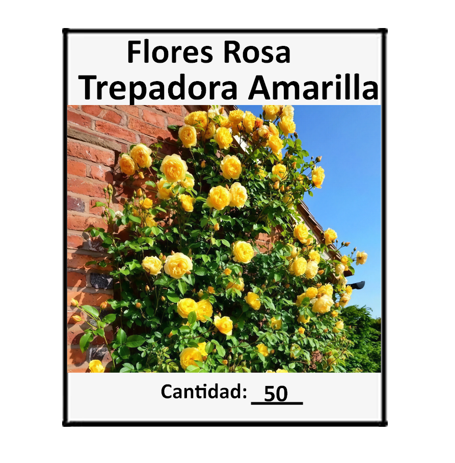 Vista 4 de 50 Semillas De Flor Rosa Trepadora - Color: Mix